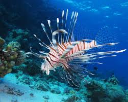 lionfish